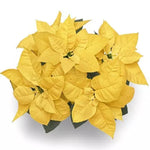 2 Poinsettia Plants Live, Yellow Poinsettia Flowers Christmas Decorations, Holiday Houseplant, Poinsettias Trees Plants, No Pot, 5-9" Tall