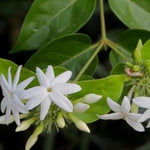 Set of 3 Jasmine Plant Indoor Live, from 5 to 7 Inches Tall, Jasmine Flower Plant Inside Outside