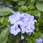 Pack 5 Cuttings Blue Plumbago Plant, 8-10" Unrooted Cutting, Flower Plumbago Vine Plant Cutting for Planting Outdoor Garden