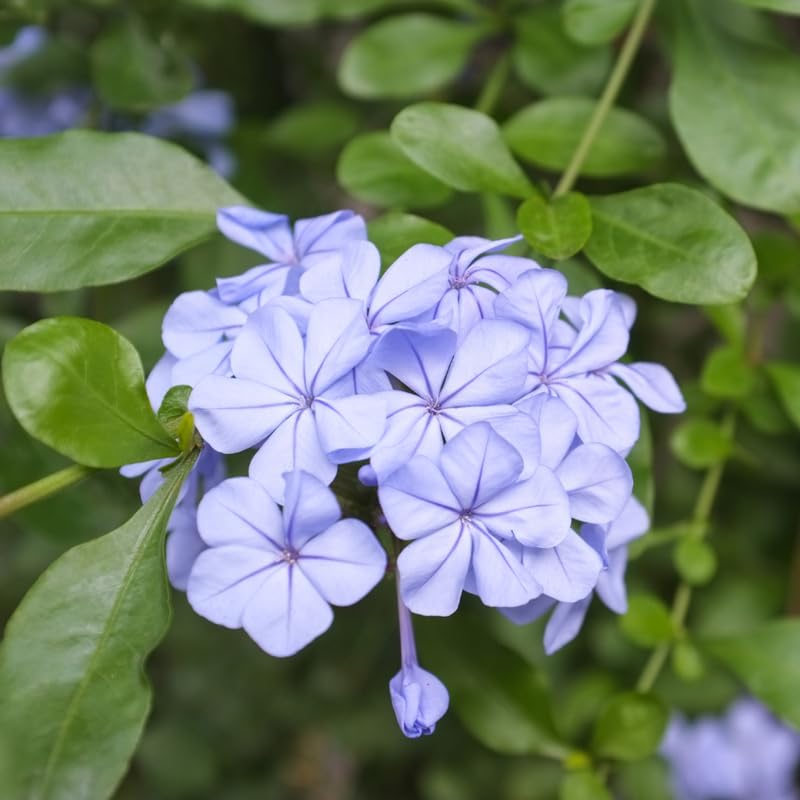 Pack 5 Cuttings Blue Plumbago Plant, 8-10" Unrooted Cutting, Flower Plumbago Vine Plant Cutting for Planting Outdoor Garden