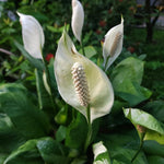 Pack 2 Peace Lily Plants, Peace Lily Houseplant, Well Rooted Indoor House Plant 4-7 Inch Tall, Green Foliage