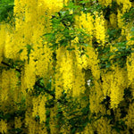 Golden Chain Tree, 20-24 Inch Tall Yellow Wisteria Plants, Golden Chain Plant Bare Root Seedling