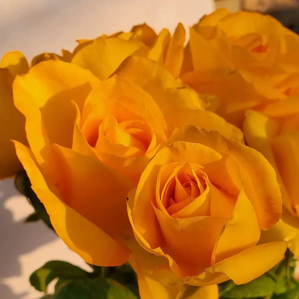 Rose Live Plant for Planting, Rose Bush Ready to Plant, 5-8 Inch Tall, Fragrant Rose Flowers (Gold)