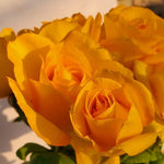 Rose Bush Live Plant for Gardening, Hardy Fragrant Rose Flower Plant, 5 to 10 Inch Tall, Ideal for Outdoor Planting (Gold Rose)