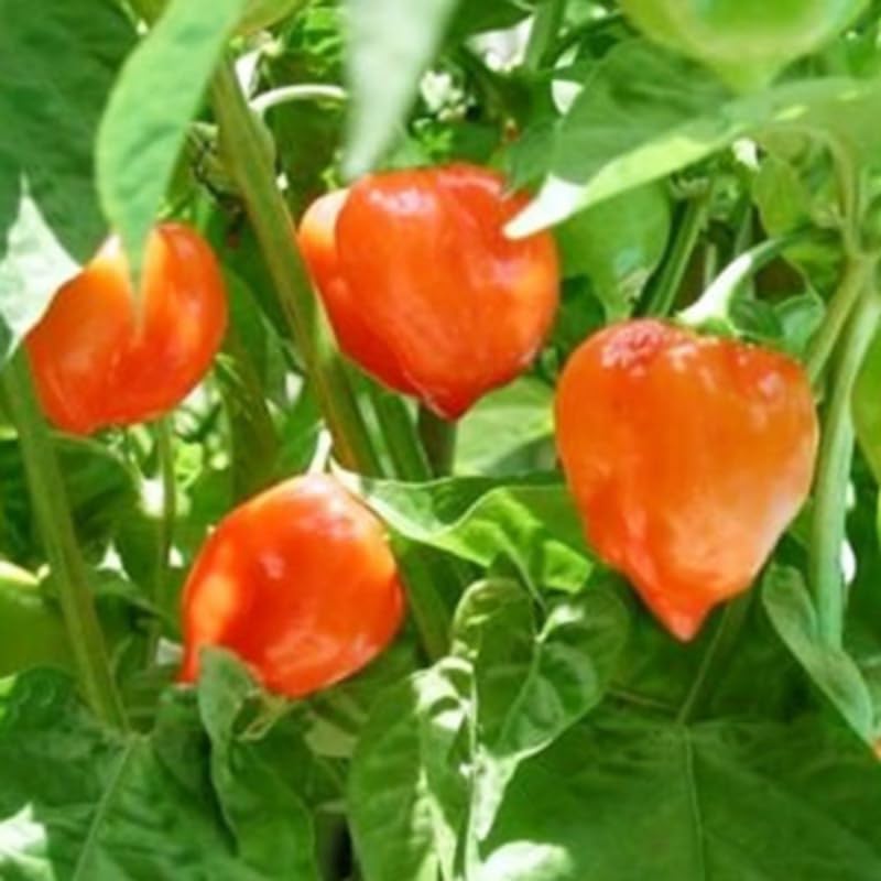 Pack 2 Yellow Orange Habanero Pepper Plants Live, Hot Habanero Pepper Plants 80 Days Old Plants for Planting