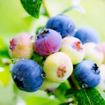 Blueberry Plant Live, Sweet Blueberry Tree Live Plant, Well Rooted 5-12" Tall, Blueberry Bush Live Plant (Biloxi Blueberry)