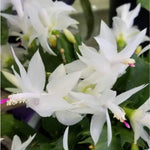 Christmas Cactus Plants Live, Thanksgiving Cactus Easter Cactus Like, 4-8 Inc Tall, Cold Hardy, Holiday Cactus for Indoor Outdoor Planting, Starter Size (White)