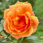 Rose Live Plant for Planting, Fragrant Hybrid Rose Bush, 5-10” Tall, Ready to Grow Flowering Shrub for Outdoor Garden, No Pot (Rosa Orange Rose)