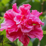 2 Double Rose Hibiscus Tree Live Plant, Hardy Hibiscus Plants Live, 4 to 7 Inches, Hibiscus Shrub Tree for Garden
