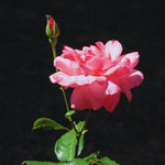 6 Pink Rose Bush Cuttings Plant Live, Rose Climbing Vine Live Plant, 5 to 8'' Tall Cuttings