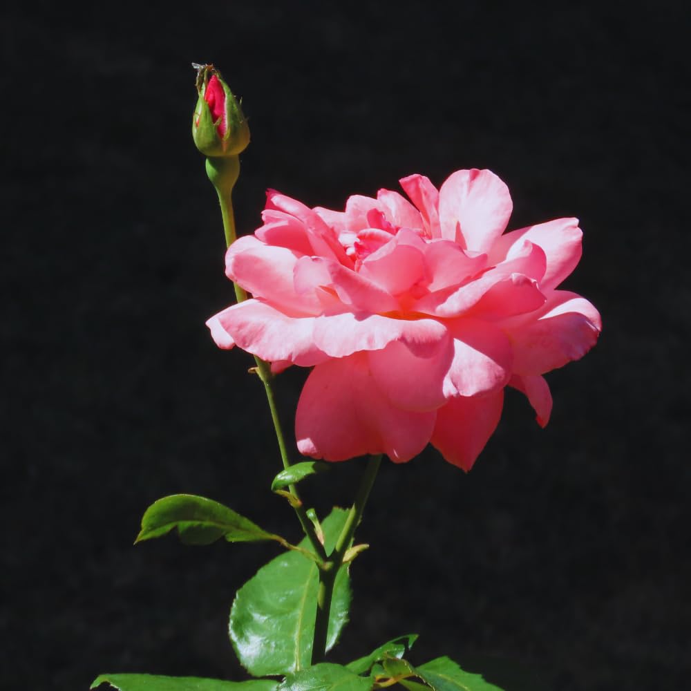 6 Pink Rose Bush Cuttings Plant Live, Rose Climbing Vine Live Plant, 5 to 8'' Tall Cuttings