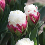 10 Tulip Bulbs for Spring Planting, Tulip Bulbs for Fall Planting, Flower Bulbs, Zones 3-8 (Ice Cream)