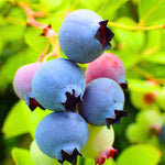 2 Blueberry Plants, Blueberry Tree Live Plant, Blueberry Shrub 1 Year Old, Sweet Blueberry Bush Live Plant, Blueberries Bareroots (Sunshine Blue Blueberry)