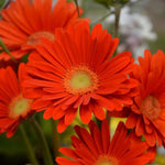 2 Orange Gerbera Daisy Plants Live, 3 to 5 Inc Tall, Gerbera Daisies Live Plants, Daisy Plant, Daisies Flowers Live Plants, Daisy Plant Pot