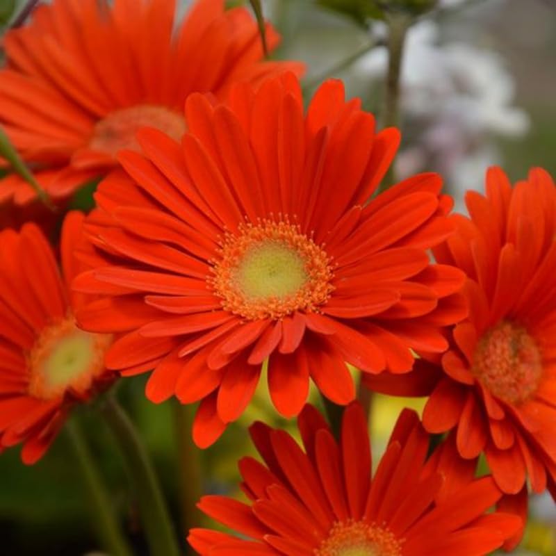 2 Orange Gerbera Daisy Plants Live, 3 to 5 Inc Tall, Gerbera Daisies Live Plants, Daisy Plant, Daisies Flowers Live Plants, Daisy Plant Pot