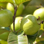 Set 4 Guava Live Plants, Guava Trees, Guava Trees Live Plant, 6"-12" in Tall, Guava Trees Plant Live in 4" Pot, Guava for Gardening