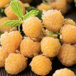 Pack 2 Raspberry Plants Live, Raspberry Everbearing Trees Bushes, Very Sweet Raspberry, Raspberries Size 5-10 Inches in Tall, No Pot (Golden)