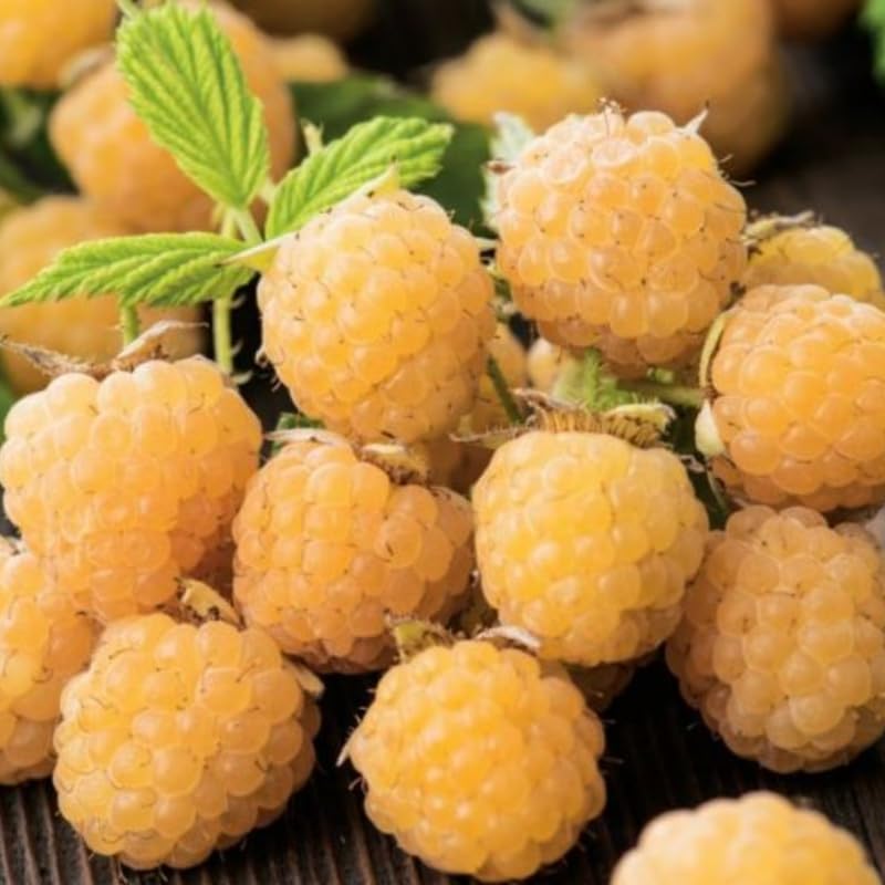 Pack 4 Raspberry Bushes Live Plants, No Pot, Everbearing Red Raspberry Plants Live for Planting, 5-9 Inc in Tall, Zones 4-8 Cold Hardy (Yellow Fall Gold)
