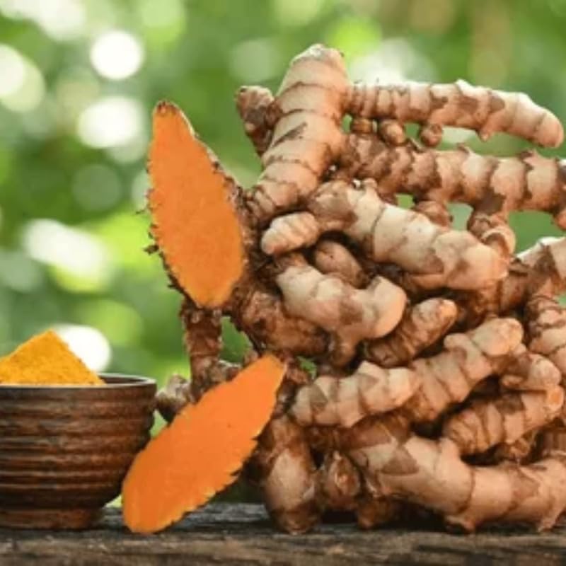 Curcuma Turmeric Ginger Plant Live for Planting 4 to 8 Inch Tall, Ornamental Ginger Flowers to Grow