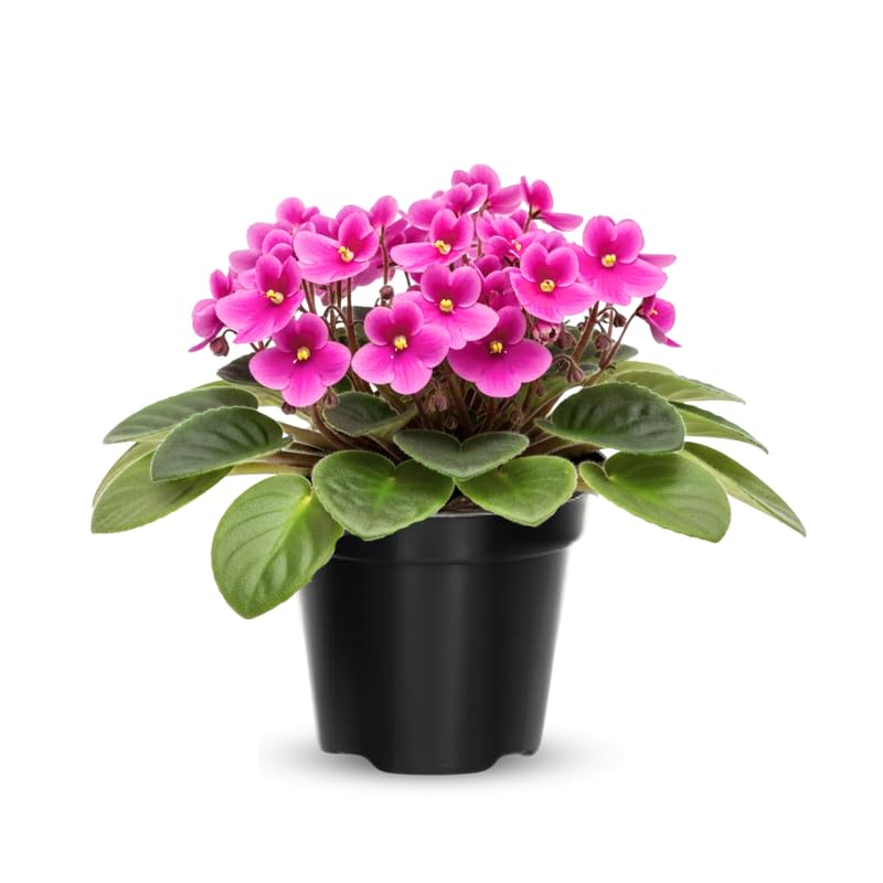 African Violet Live Plant in 4" Pot, Pink African Violets Plants Houseplant Well-Rooted, Indoor Outdoor Blooming, Holiday Flower Bush
