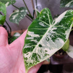 Variegated Alocasia Plant 4-8 Inch Tall, Tropical Alocasia Indoor Houseplant, Well Rooted Elephant Ear for Growing