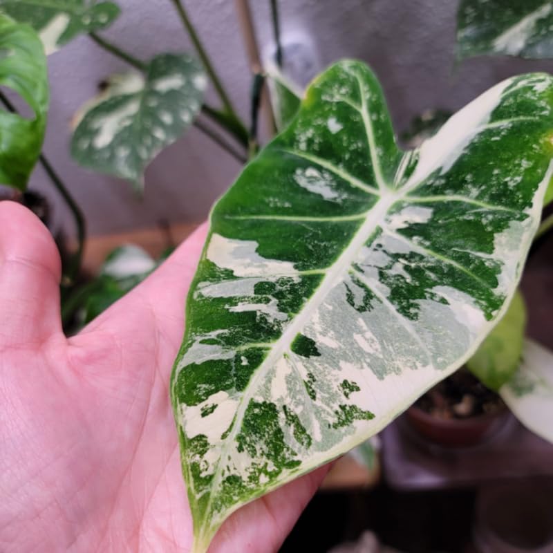 Variegated Alocasia Plant 4-8 Inch Tall, Tropical Alocasia Indoor Houseplant, Well Rooted Elephant Ear for Growing