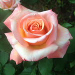 Rose Plant Live, Hybrid Tea Rose Bush Live Plant, 5-9 Inch Tall, Fragrant Flowers Shrub Ready to Plant Outdoor, No Pot, Well-Rooted (Sunset Rose)