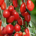 Goji Berry Plant Bush Live, Size 4-6", 5 Months Old for Planting, Goji Berry Ready to Plant, Goji Berries Tree Plant Live