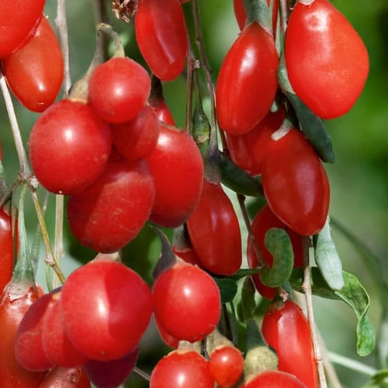 Goji Berry Plant Bush Live, Size 4-6", 5 Months Old for Planting, Goji Berry Ready to Plant, Goji Berries Tree Plant Live