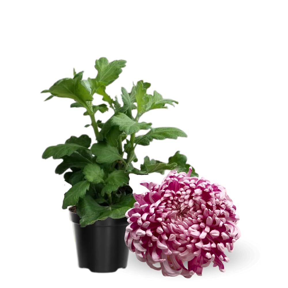 Chrysanthemum Flower Plant, Double Purple Mums Plant Live for Gardening, 5 to 7 Inc Tall Well Rooted, Chrysanthemum Plants Live Mum Live Plant