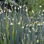 3 Trees Onion Egyptian Walking Onion Live Plants for Planting Outdoors, Rare Fresh Heirloom Allium Winter Onions Vegetable