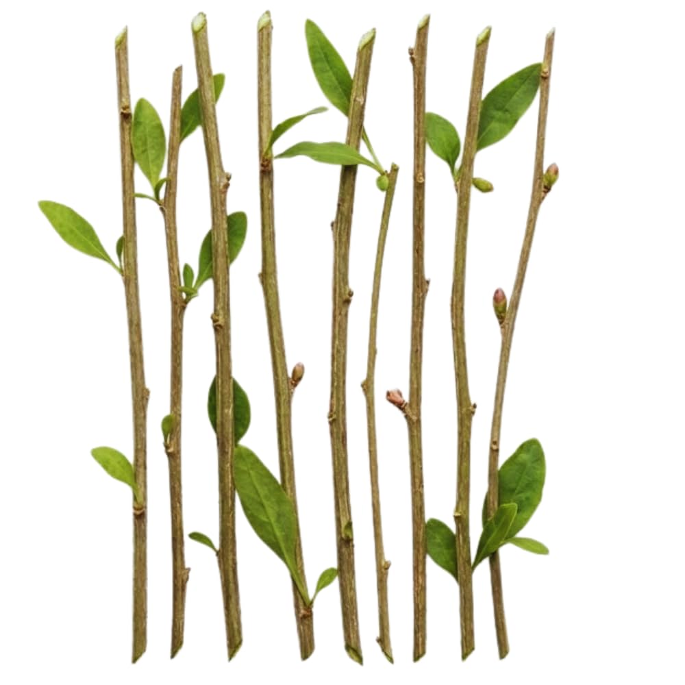 6 Red Goji Berry Cuttings Plants Live, 5 to 7'' Tall, Goji Berry Fruit Plant for Garden