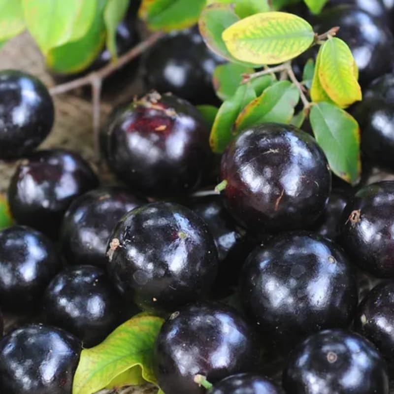 Black Jaboticaba Tree Live Jabuticaba Plant, 1 Ft Tall, Well-Rooted Brazilian Grape Tree for Planting, Rare Tropical Fruit Trees Outdoor Planting