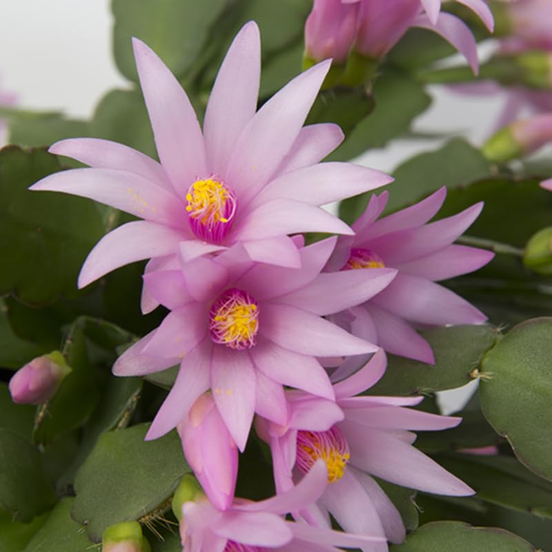 Light Pink Easter Cactus Plant, Live Easter Cactus Plant, 4 to 6 Inch Tall Light Pink Flower Plants, Spring Cactus Plants Live Indoor