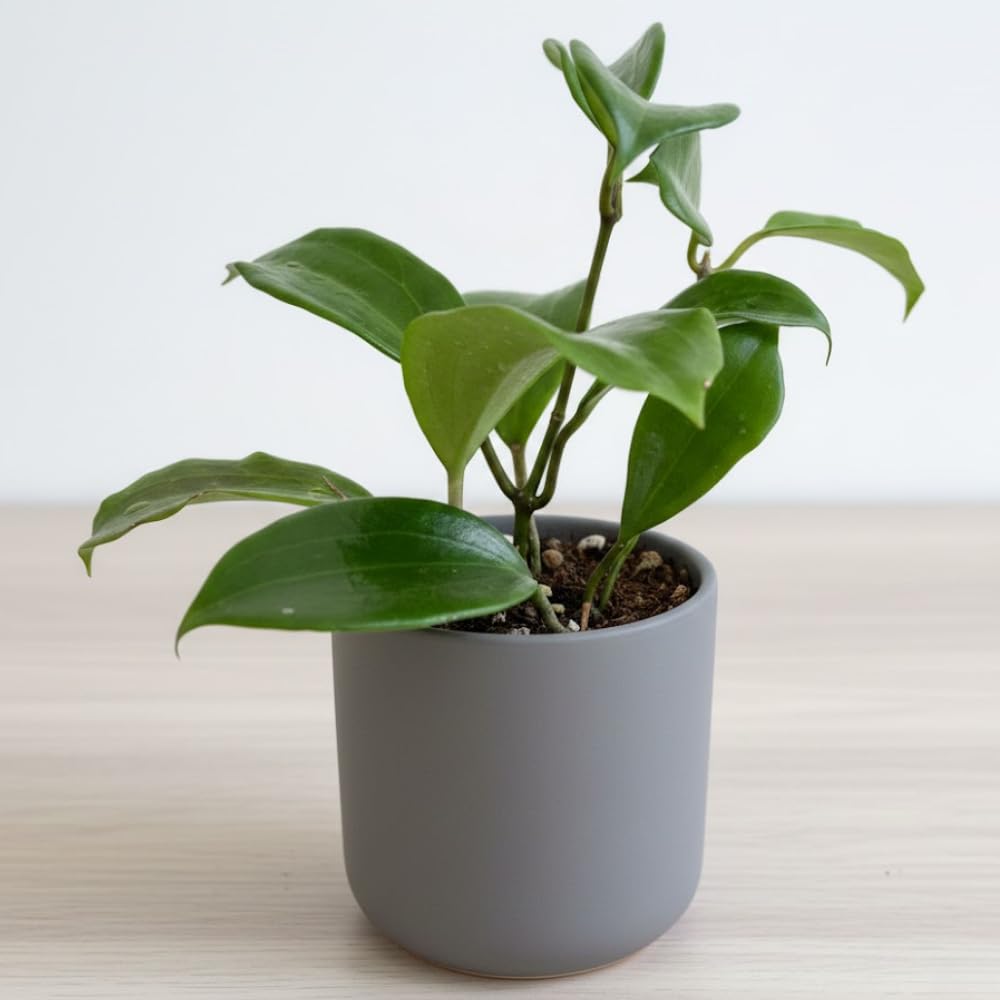 Hoya Quinquenervia Plant Live, Hoya Indoor Plant, Green Foliage, 4-6 inches Tall for Indoor Houseplant