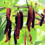 Mulberry Plant Live for Planting, 5 to 8 Inch Tall, Sweet Mulberry Tree Live Plant, Edible Mulberries Fruit Seedling for Gardneing, No Pot (Pakistan Mulberry)