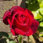 Rose Live Plant for Planting, Fragrant Rose Bush, 5-10” Tall, Ready to Grow Flowering Shrub for Outdoor Garden Beds and Containers (Red Rose)