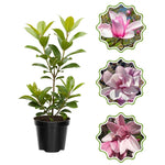 Magnolia Tree in Gallon Pot, Live Flowering Magnolia Tree, Hardy Ornamental Shade Trees with Fragrant Blooms