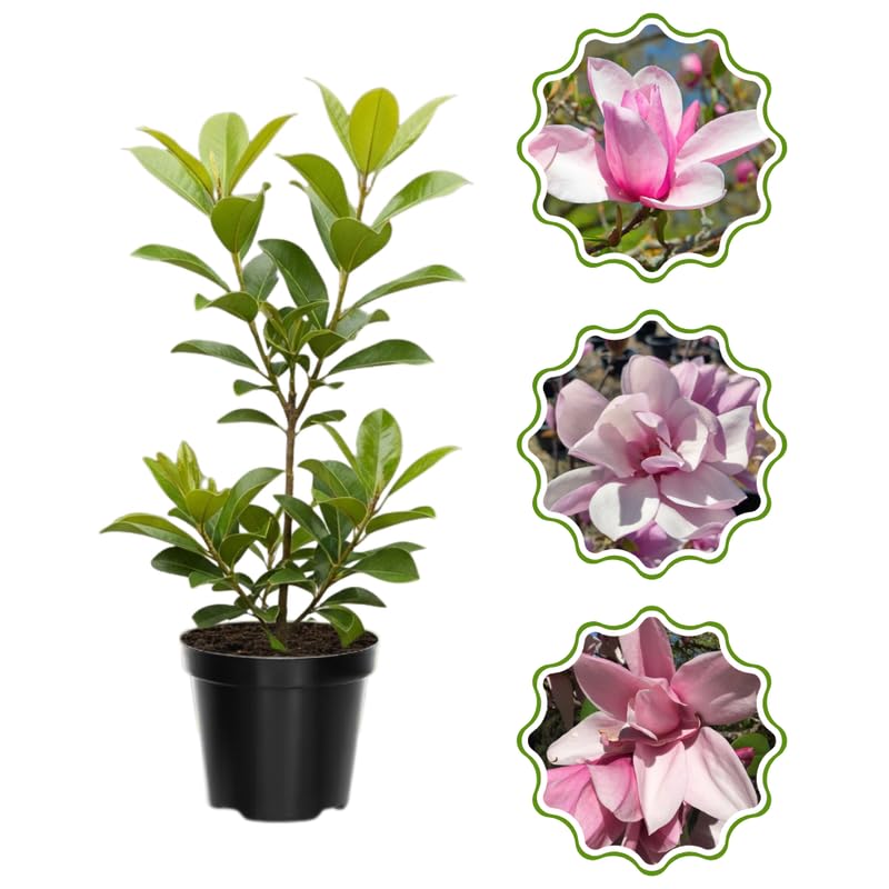 Magnolia Tree in Gallon Pot, Live Flowering Magnolia Tree, Hardy Ornamental Shade Trees with Fragrant Blooms