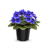African Violet Live Plant in 4" Pot, Blue African Violets Plants Houseplant Well-Rooted, Indoor Outdoor Blooming, Holiday Flower Bush