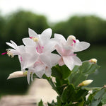 Christmas Cactus Plant, Thanksgiving Cactus in 4” Pot, Colorful Holiday Blooms, Indoor Gardens Growing (White Christmas Cactus)