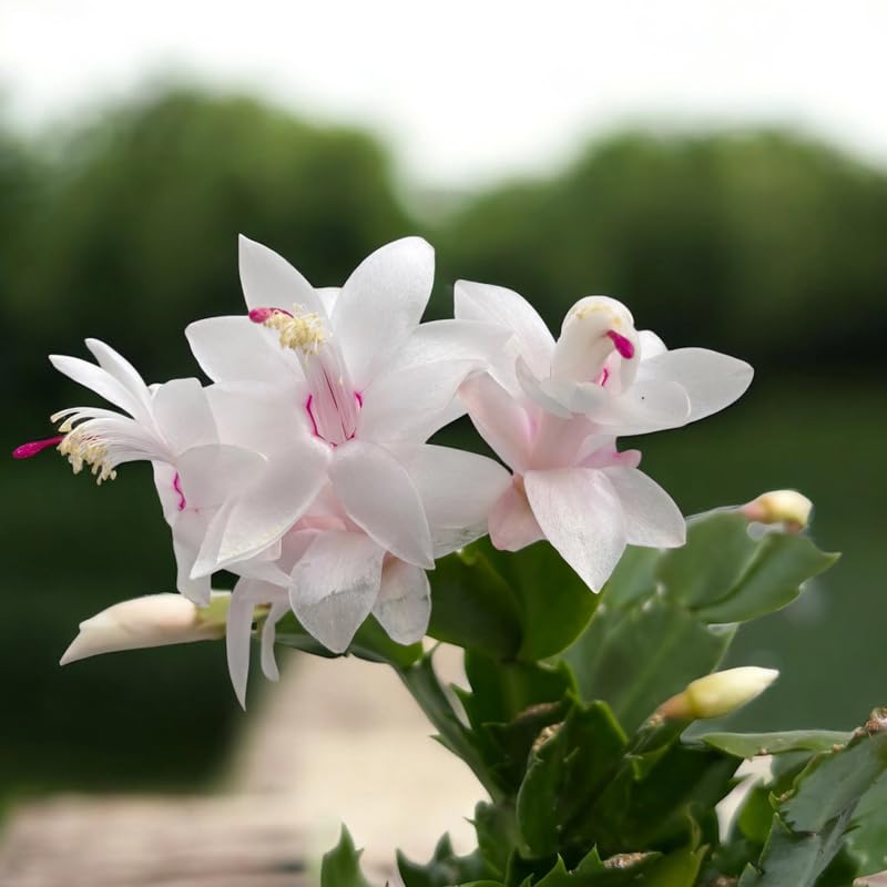 Christmas Cactus Plant, Thanksgiving Cactus in 4” Pot, Colorful Holiday Blooms, Indoor Gardens Growing (White Christmas Cactus)