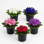African Violets Live Plant, Assorted African Violet Plant, 3-5 Inches Tall, Vibrant Blooms, Easy Care Indoor Flowering Plants for Home and Office Decoration, Random Color