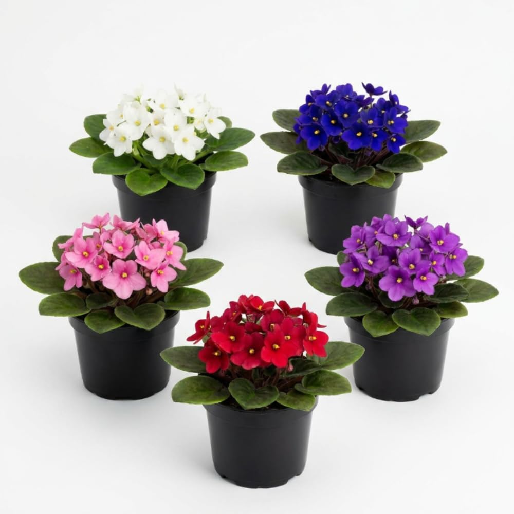 African Violets Live Plant, Assorted African Violet Plant, 3-5 Inches Tall, Vibrant Blooms, Easy Care Indoor Flowering Plants for Home and Office Decoration, Random Color