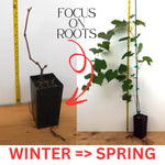 Concord Seedless Grape Vines Live Plants for Planting, 5-10" Grape Tree for Outdoor Garden, Dormant in Winter, Cold Hardy, Sweet Flavor