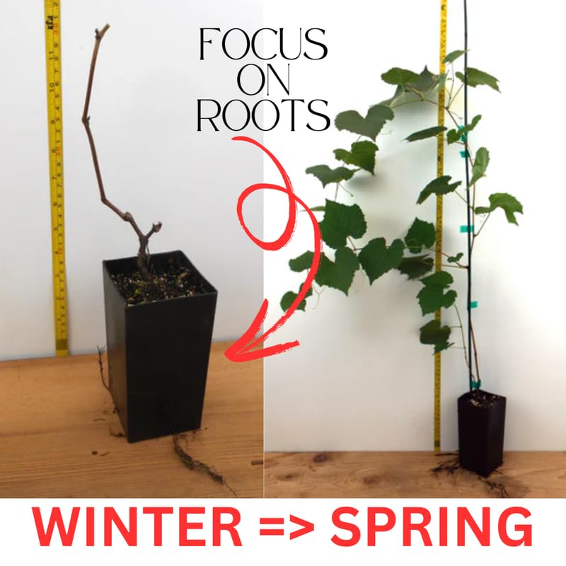 Red Seedless Grape Vines Live Plants for Planting, 5-10" Grape Tree for Outdoor Garden, Dormant in Winter, Cold Hardy, Sweet Flavor