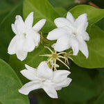 Set 3 of Maid of Orleans Jasmine Plant Live Indoor 4 to 7 Inc Long, Climbing Jasmine Live Plant