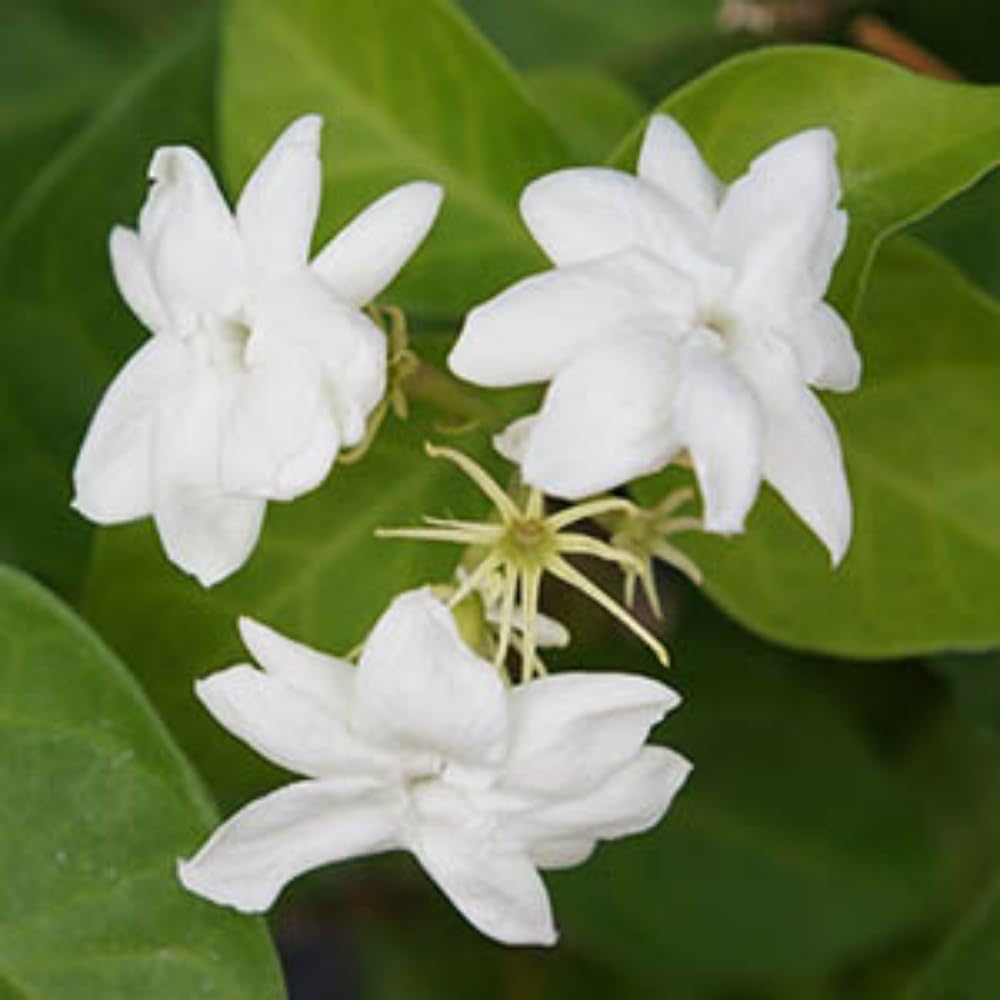 Set 3 of Maid of Orleans Jasmine Plant Live Indoor 4 to 7 Inc Long, Climbing Jasmine Live Plant