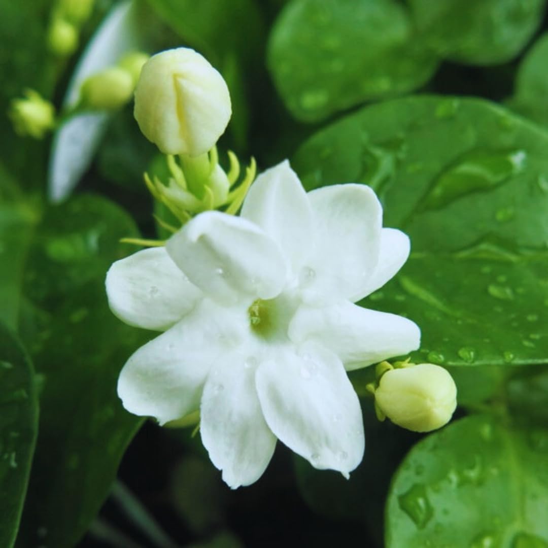 3 Blooming Jasmine Plants, Maid of Orleans Sambac Jasmine Live Plants, 4 to 6 Inc Tall, Jasmine Plants Live, Jasmine Well Rooted