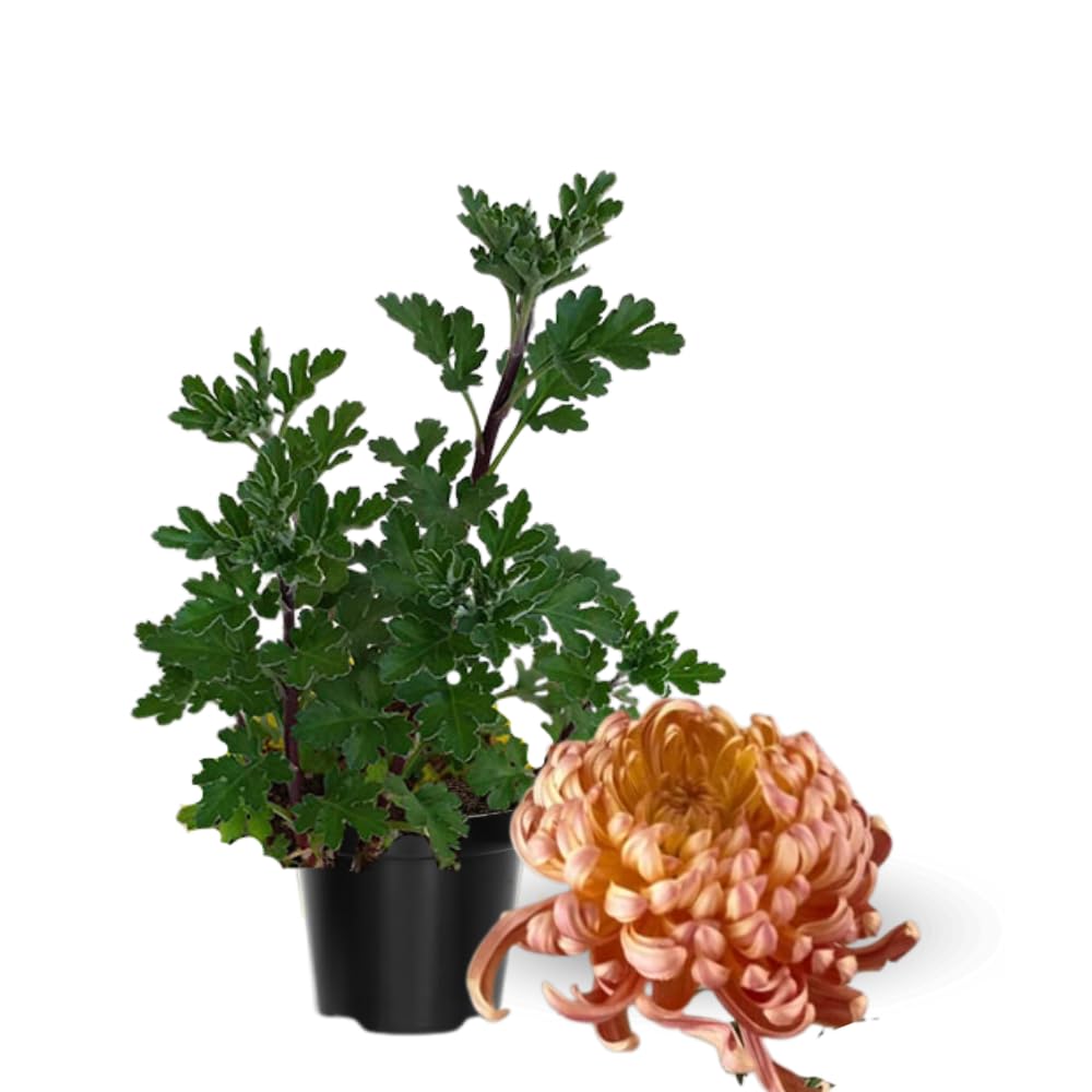 Chrysanthemum Flower Plant, Double Orange Mums Plant Live for Gardening Outdoor, 5 to 7 Inc Tall Well Rooted Chrysanthemum Plants Live Mum Live Plant